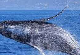 IgluCruise.Application.ViewModels.Shared.WebImageViewModel?.Description