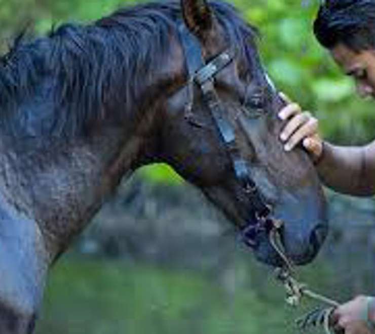 Horseback Riding