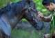 Horseback Riding