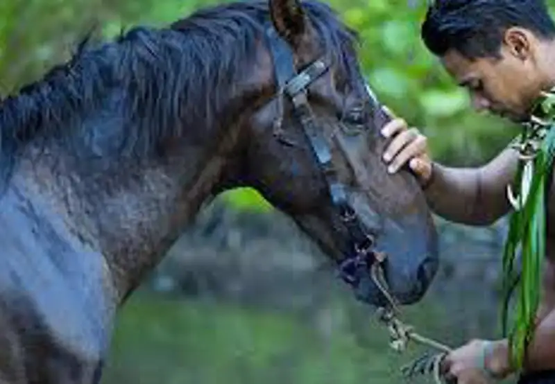 Horseback Riding