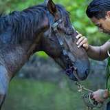 Image related to Horseback Riding