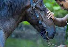 IgluCruise.Application.ViewModels.Shared.WebImageViewModel?.Description