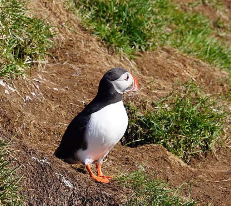 Vigur Island