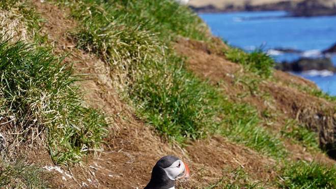 Explore a tiny Westfjords island alive with puffins, eiders and old Icelandic traditions.