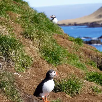 Image related to Vigur Island
