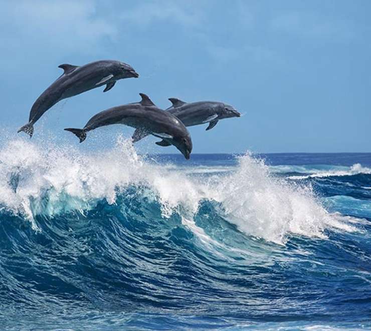 Dolphin Quest
