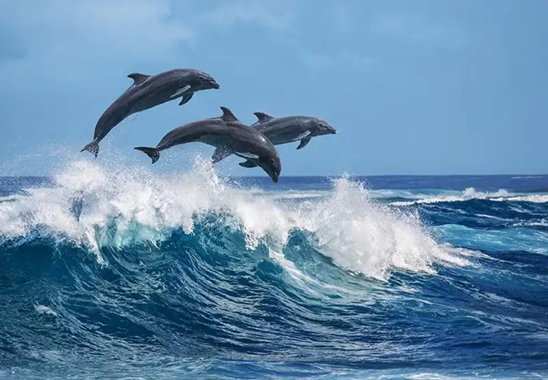 Dolphin Quest
