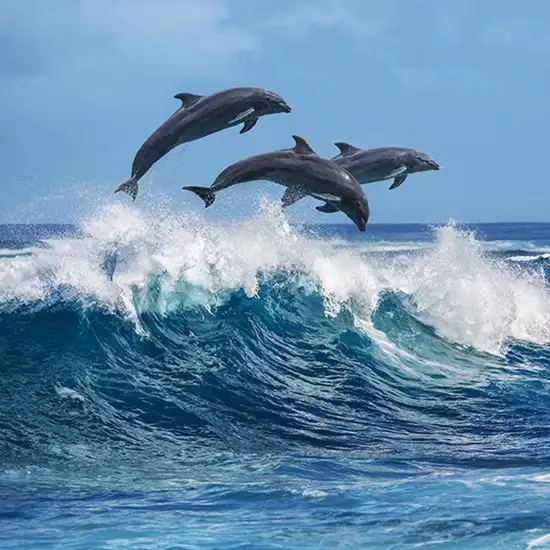 Image related to Dolphin Quest