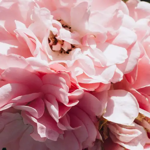 Image related to Botanical Garden