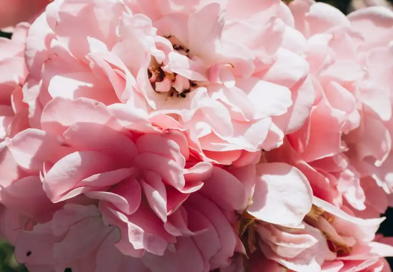 Image related to Botanical Garden