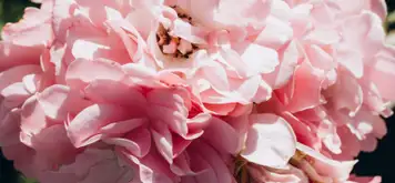 Image related to Botanical Garden