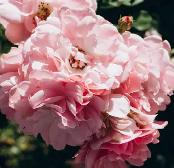 Image related to Botanical Garden