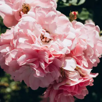 Image related to Botanical Garden