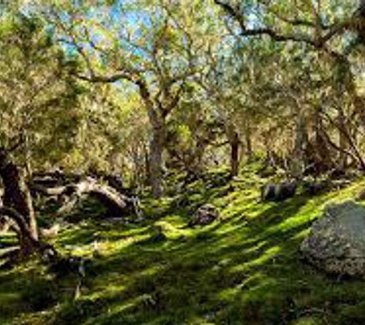 Hike the Enchanted Forest