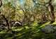 Hike the Enchanted Forest