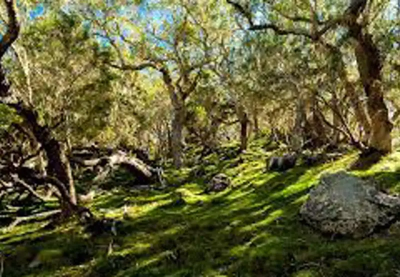 Hike the Enchanted Forest
