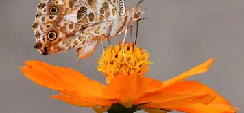 Image related to Image related to Botanical Garden Hamma