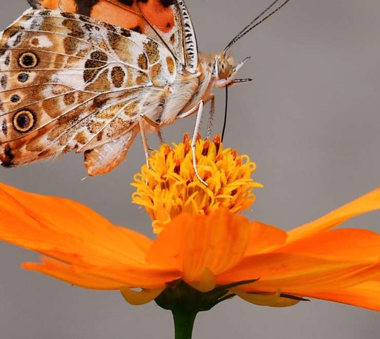 Botanical Garden Hamma