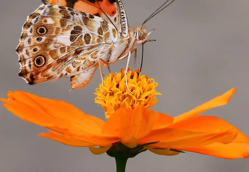 Botanical Garden Hamma