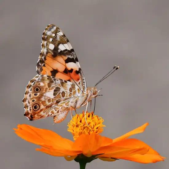 Image related to Botanical Garden Hamma