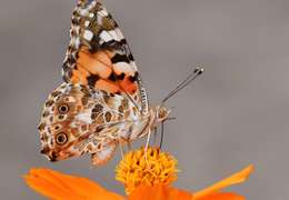 IgluCruise.Application.ViewModels.Shared.WebImageViewModel?.Description