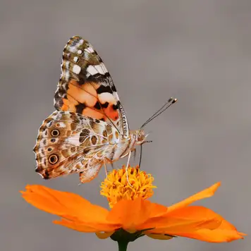 Image related to Botanical Garden Hamma