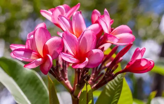 Image related to Botanic Gardens