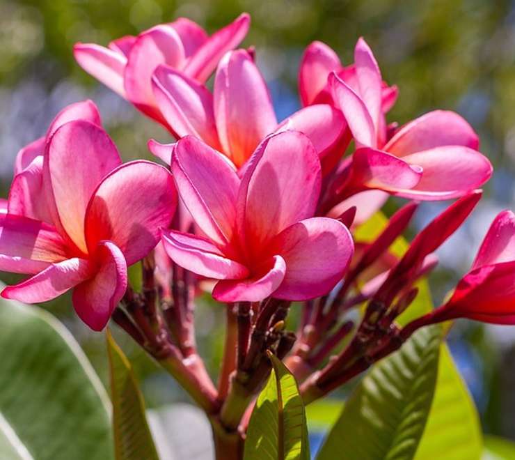 Botanic Gardens