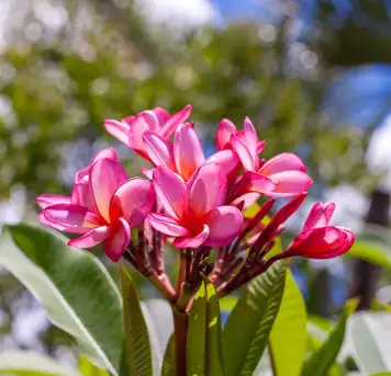 Image related to Botanic Gardens