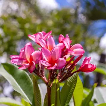 Image related to Botanic Gardens