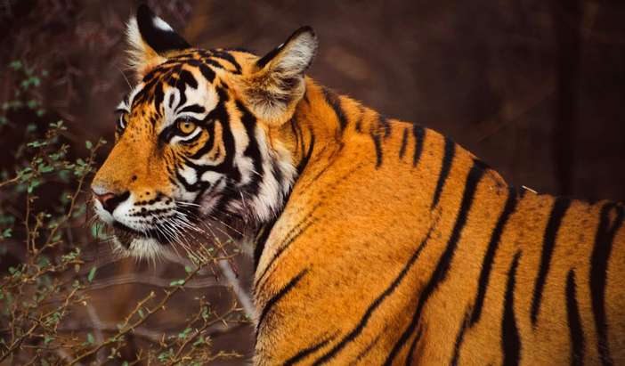8-Night Tigers & Golden Triangle Tour Package