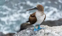 Image related to Wildlife Photography & Birdwatching