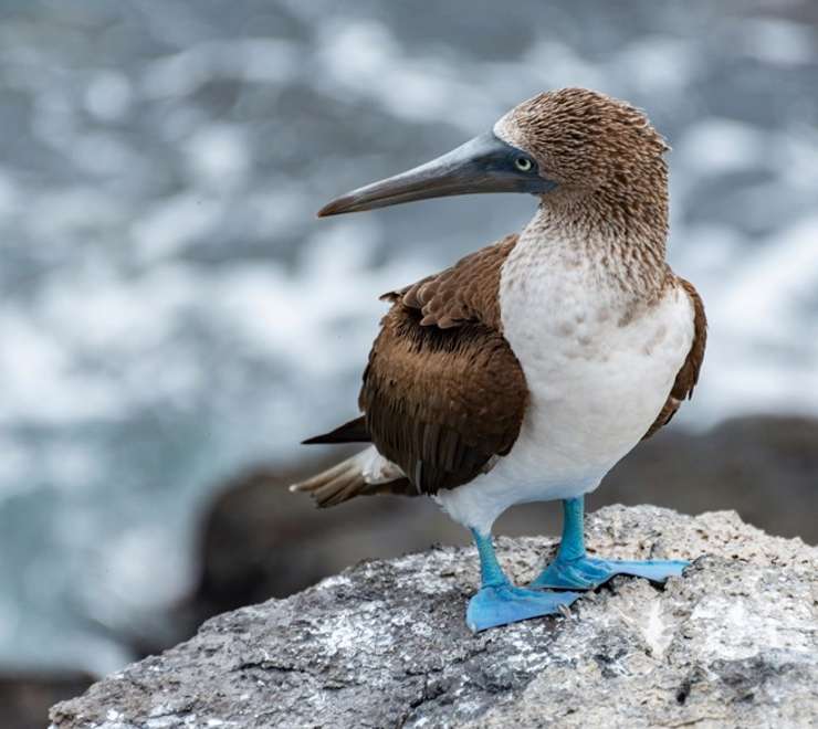 Wildlife Photography & Birdwatching