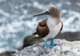 Wildlife Photography & Birdwatching
