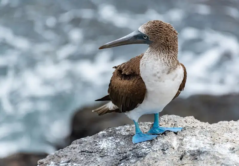 Wildlife Photography & Birdwatching