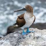 Image related to Wildlife Photography & Birdwatching