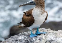 IgluCruise.Application.ViewModels.Shared.WebImageViewModel?.Description