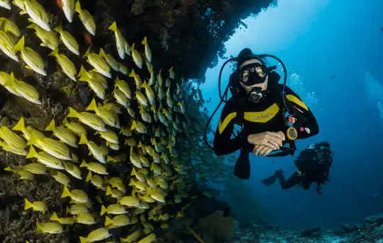 Image related to Image related to Scuba Diving