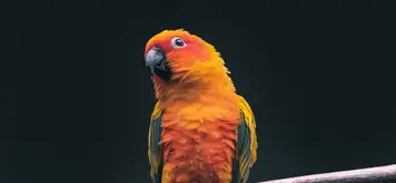 The Parrot Place