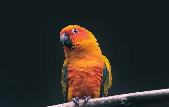 Image related to The Parrot Place