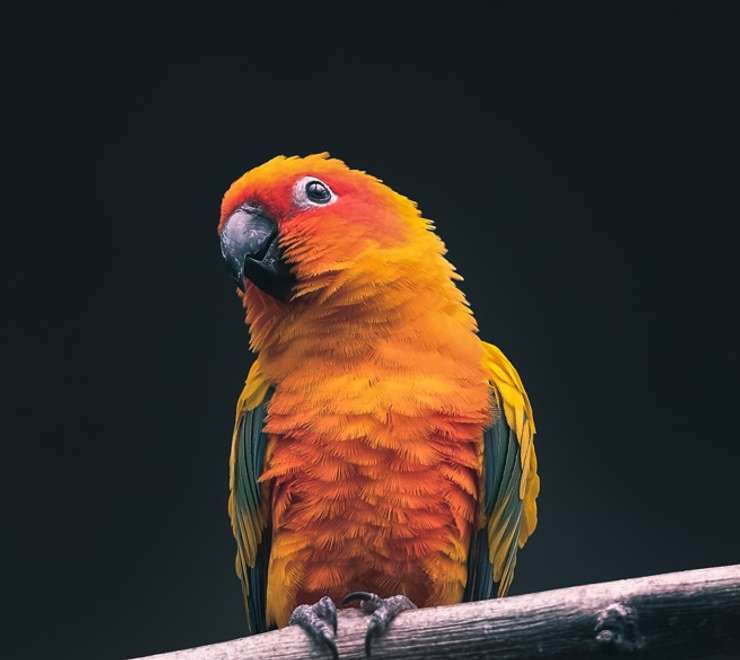 The Parrot Place