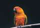 The Parrot Place