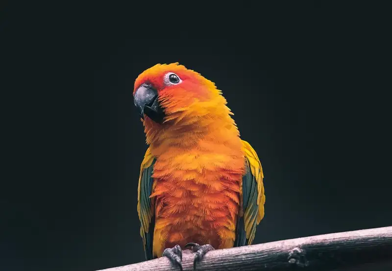 The Parrot Place