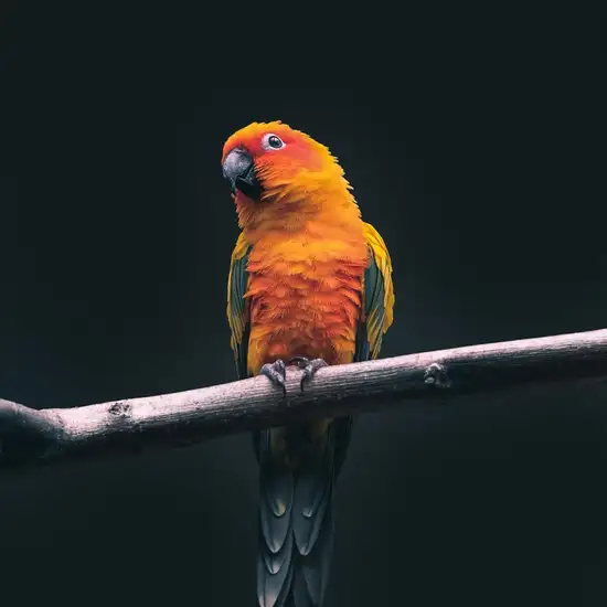 Image related to Image related to The Parrot Place