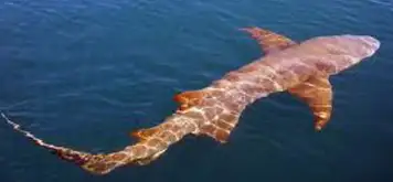 Image related to Shark & Ray Viewing