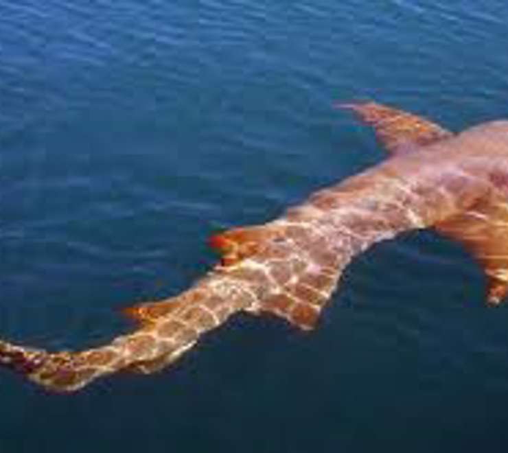 Shark & Ray Viewing