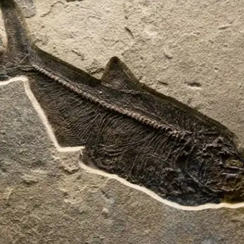 Image related to New Brunswick Museum