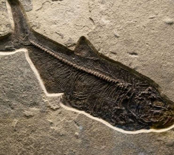 New Brunswick Museum