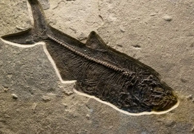 Image related to New Brunswick Museum