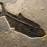 Image related to New Brunswick Museum